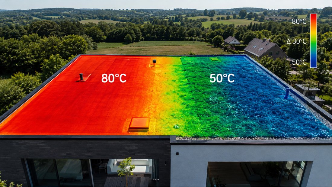 Comparaison d'imagerie thermique d'une toiture végétalisée (50°C, spectre bleu) et d'une toiture traditionnelle (80°C, spectre rouge), montrant une différence de température de 30°C en été